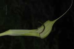 Arisaema jacquemontii